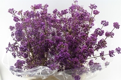 Callicarpa Bodinieri Profusion 100cm