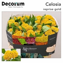 Celosia Reprise Gold 72cm