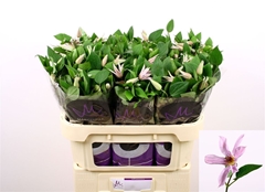 Clematis Amazing Miami 70cm