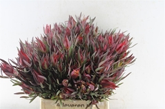 Leucadendron Salignum Blush 40cm Spray