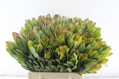 Leucadendron Safari Goldstrike 40cm