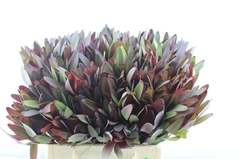 Leucadendron Safari Sunset 40cm