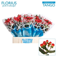 Hypericum Coco Tango 60cm