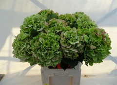 Hydrangea Verena Classic 80cm 20-22cm Hd