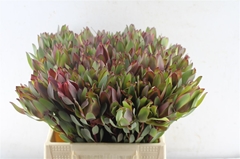 Leucadendron Senorita 40cm