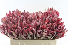 Leucadendron Jester 50cm