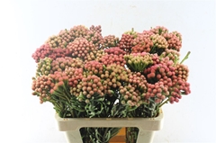 Brunia Laevis Red 60cm