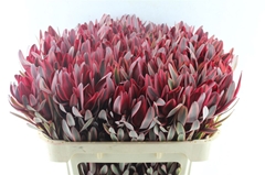 Leucadendron Jester 70cm