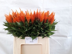 Celosia Apricot Brandy 60cm