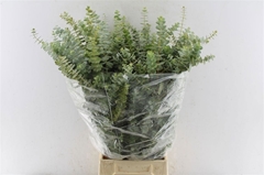 Eucalyptus Baby Blue Per Bunch 80cm 200gr.