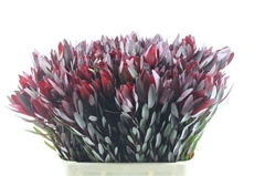 Leucadendron Safari Sunset 80cm