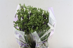 Freesia Single Delta River 50cm 20gr.