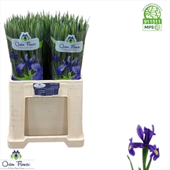 Iris Blue Magic 58cm 30gr.