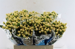 Hypericum Coco Gelato 60cm
