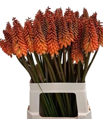 Kniphofia Alcazar 70cm