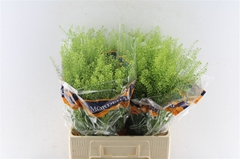Lepidium Ruderale Green Bell 65cm 10gr.