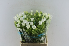 Campanula Champion White 70cm