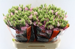 Eustoma Double Rosita Bright Pink 70cm
