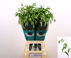 Chasmanthium Latifolium Mantis 80cm