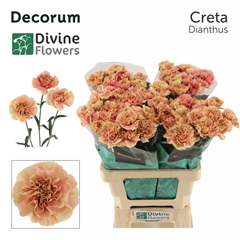 Dianthus Single Creta 60cm
