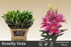 Lily Oriental Double Roselily Viola 95cm 5+