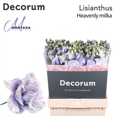 Eustoma Double Painted Heavenly Milka 70cm