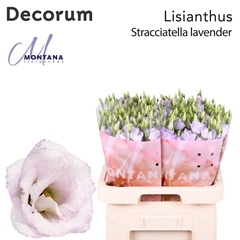 Eustoma Double Stracciatella Lavender 70cm