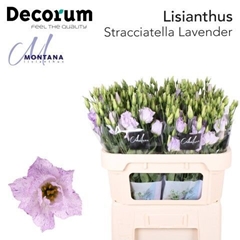 Eustoma Double Stracciatella Lavender 70cm