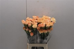 Dianthus Single Caroline Gold 75cm