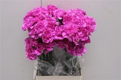 Dianthus Single Farida 75cm
