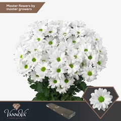 Chrysanth Spray Kennedy 70cm 95gr.