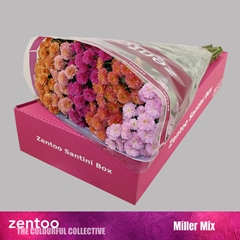 Chrysanth Santini Mix 55cm 44gr.