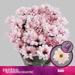 Chrysanth Spray Babe 70cm 80gr.