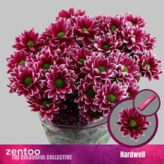 Chrysanth Spray Hardwell 70cm 75gr.