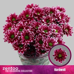 Chrysanth Spray Hardwell 70cm 75gr.