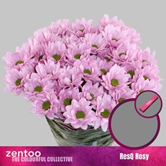 Chrysanth Spray ResQ Rosy 70cm 75gr.