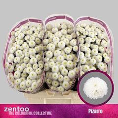 Chrysanth Santini Pizarro 55cm 44gr.