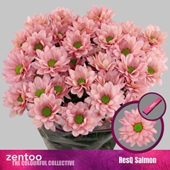Chrysanth Spray Resq Salmon 70cm 80gr.
