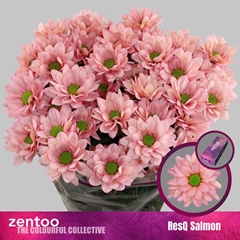 Chrysanth Spray Resq Salmon 70cm 80gr.