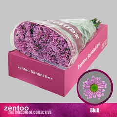Chrysanth Santini Bluff 55cm 40gr.