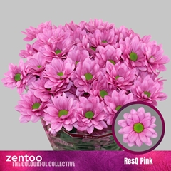 Chrysanht Spray ResQ Pink 70cm 75gr.