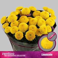 Chrysanth Spray Limoncello 70cm 75gr.