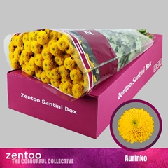 Chrysanth Santini Aurinko 55cm 36gr.