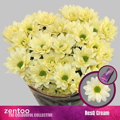 Chrysanth Spray Resq Cream 70cm 80gr.