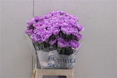 Dianthus Single Florigene Moonaqua 70cm