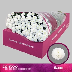 Chrysanth Santini Pizarro 55cm 40gr.