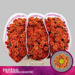 Chrysanth Santini Insta 55cm 48gr.