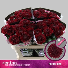 Chrysanth Single Parker Red 70cm 75gr.