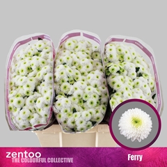 Chrysanth Santini Ferry 55cm 36gr.