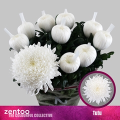 Chrysanth Single Tutu 70cm 105gr.